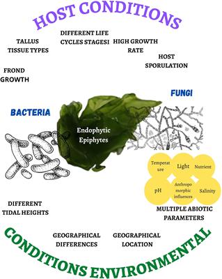 Antimicrobial and production of hydrolytic enzymes potentials of bacteria and fungi associated with macroalgae and their applications: a review